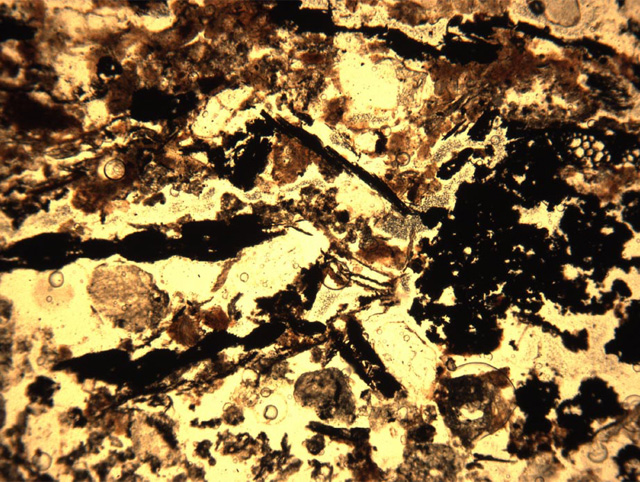 Understanding the formation processes of sediments present at an archaeological site is an essential form of analysis and vital for understanding the different layers at the Must Farm settlement. This beautiful photomicrograph is from sample from the occupation deposits at the site showing a mixture wood charcoal, charred plant fragments, very fine quartz sand and micrite and micritic ash “dust”. 
