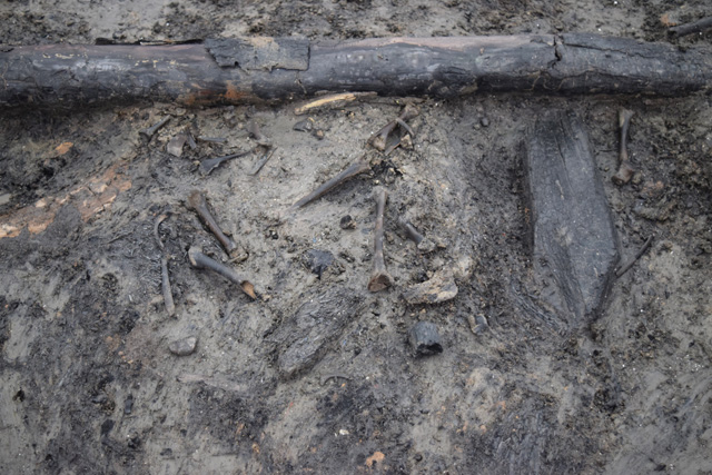 Cluster of animal bone emerging from the occupation deposits within the round house.