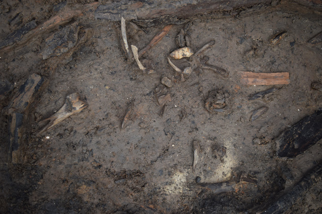 Cluster of animal bone outside roundhouse one. Contains deer and pig bones