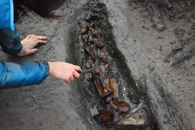 Excavation of horse spine (originally believed to be from a cow). 