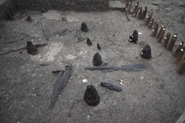 Southern Extension: Large oak causeway uprights emerging from the sediment