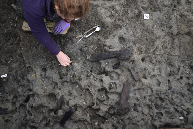 Southern Extension: cleaning footprints in the sediment outside the palisade