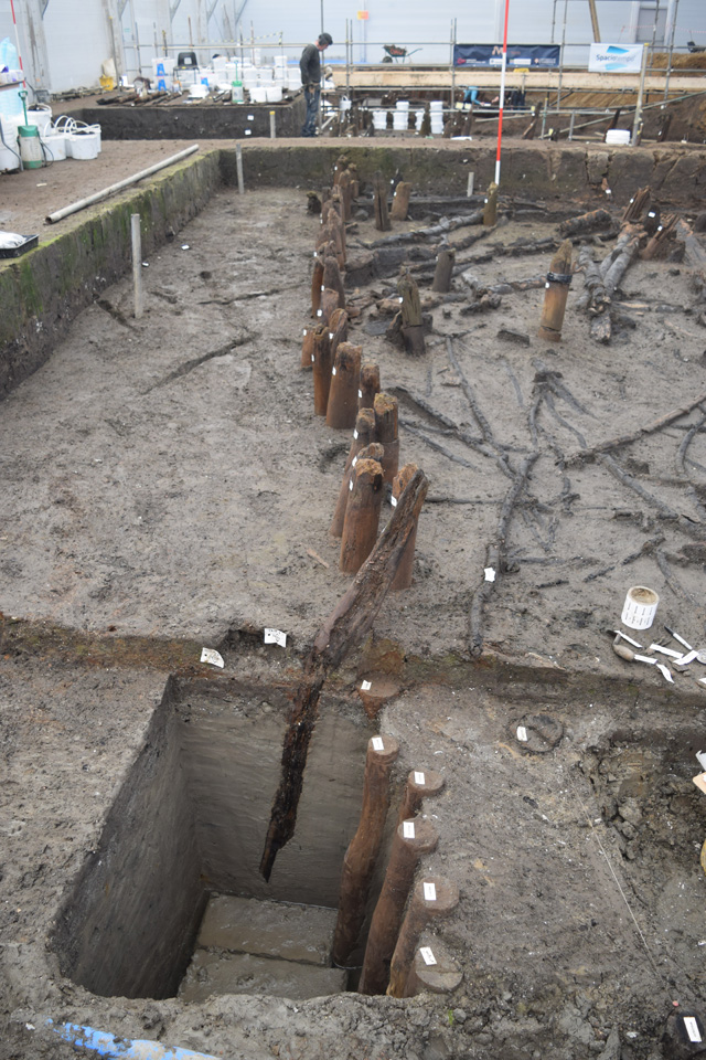 Image showing the depth of some of the palisade posts. The different coloured post slightly out of line with the main palisade is made from oak, rather than ash. 