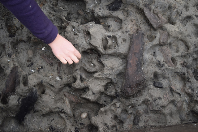 Animal and human prints being excavated in the roddon silts in the area surrounding the timber causeway.