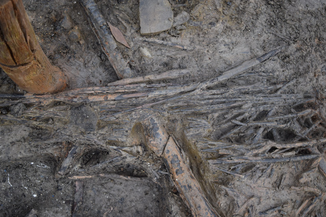 Close up of the flooring material. Notice the very thin diameter of the woven willow-like wood. This material would have been subjected to intense heat and very little seems to have survived across the site. 