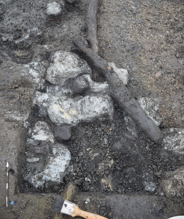 Image of unburnt clay patches sitting above areas of the clean, “sterile” shelly river sediments. These sediments effectively mark the beginning of the sediment and contain little archaeology. 