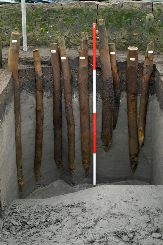 Image showing our investigations into a section of palisade. These ash posts are typically driven in to a depth between 1.5m and 2m. 