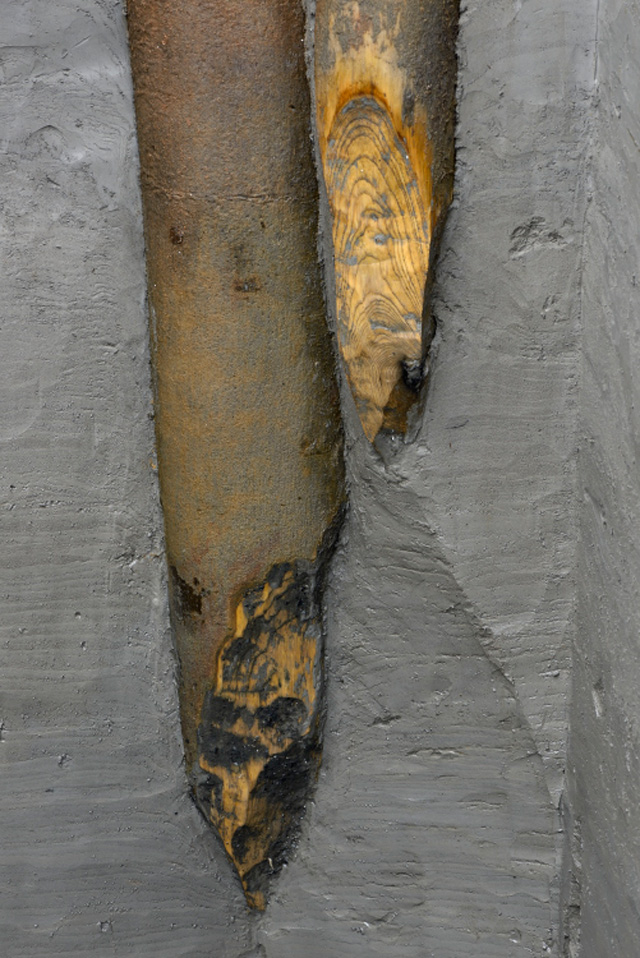 Image of the tips of two ash posts from the palisade. The working of the post tips often reflects the shape created where a coppiced tree shoot grows from a stump. 