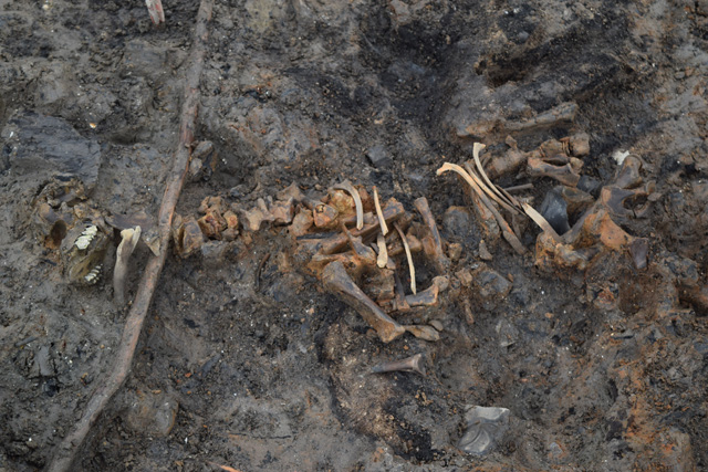 Image of a semi-articulated calf skeleton from one of our roundhouses. Domesticated animals tend to be found underneath the footprints of the stilted buildings. 