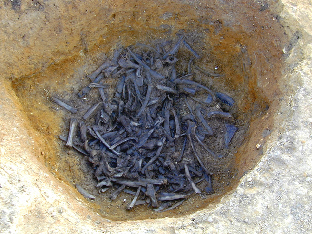 Image from Bradley Fen of a watering hole filled with domesticated animal remains, predominantly cattle. 