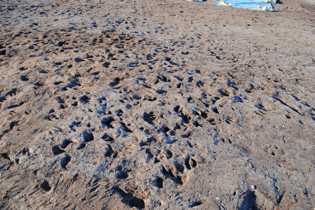 Image from Bradley Fen showing hundreds of cattle hoof prints, showing the numbers that were being moved around the landscape. 