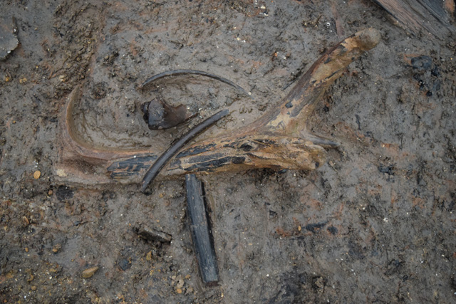 Image showing a deer antler just beginning to emerge from the outside of Roundhouse One. Disarticulated and butchered animal remains are focused around the edges of the stilted buildings. 