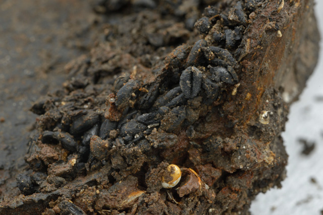 Image showing charred cereal grain adhered to the inside of a ceramic vessel. 
