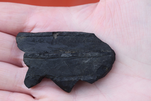 A wooden bowl fragment that is one of the few wooden artefacts that have evidence of decoration on.