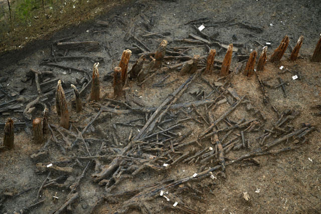 Image highlighting the colour difference between outside and inside the palisade. The outside is much darker and has better preserved timbers. The inside is a much lighter, orange-red colour which reflects poorer preservation conditions resulting from oxidisation. 