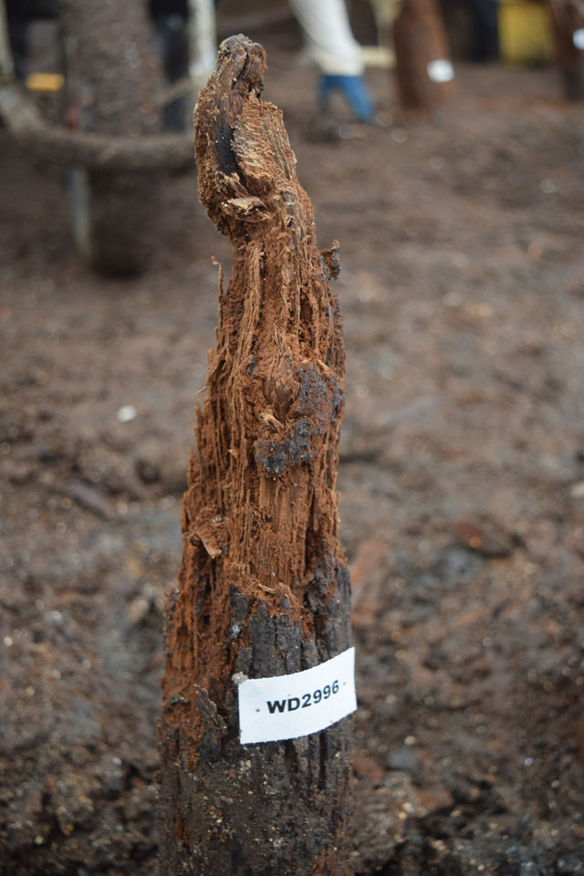 Image of a post tip showing some of the decay that has occurred in the area within the palisade to the west where the water table has fluctuated. 