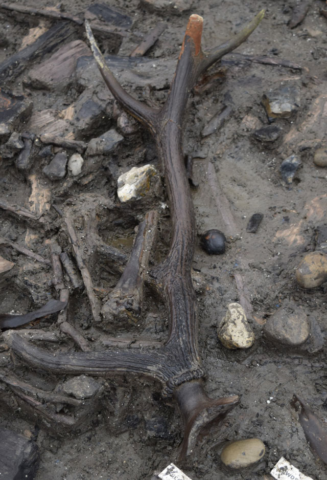 Antler still attached to a deer skull found alongside other fragmentary material close to the palisade in the eastern area of the settlement. 