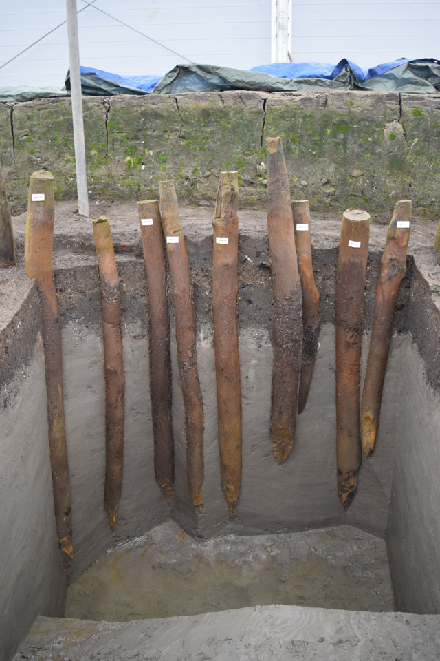 Excavation of a sample area of the palisade dug in order to view the depth and condition of the posts. The preservation of the posts is fantastic with many still having bark and moss attached.