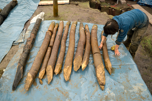 Palisade and structural timbers being cleaned ready for photography, photogrammetry and scale drawings. Many are being sampled for dating to try and tighten the chronology of the settlement. 